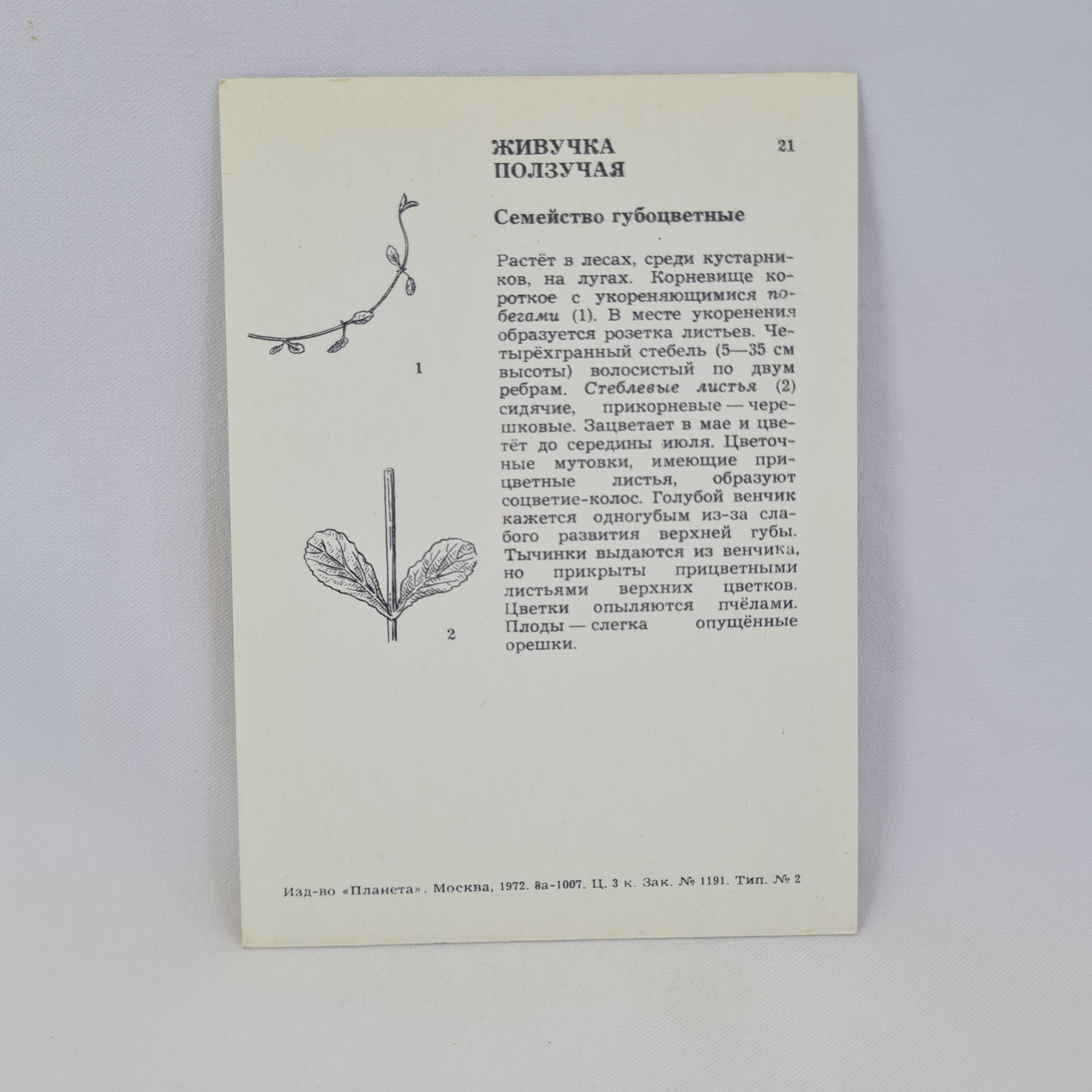 Картинка 2
