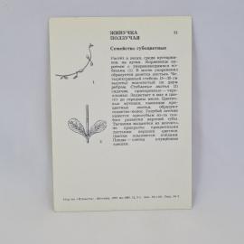 Картинка 2