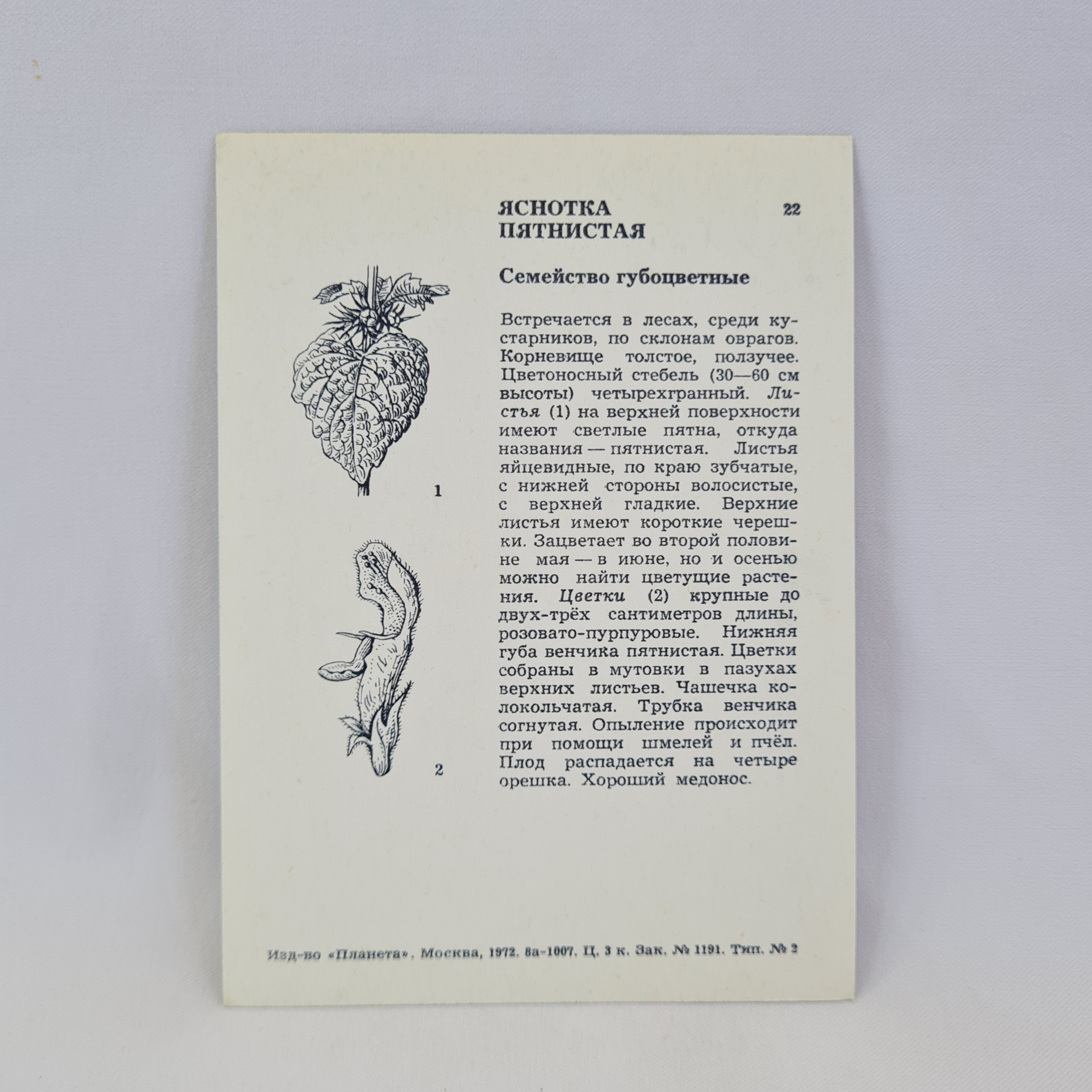 Картинка 2