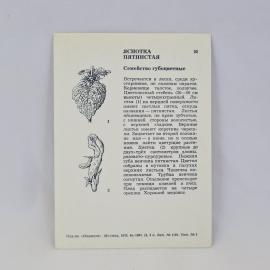 Картинка 2