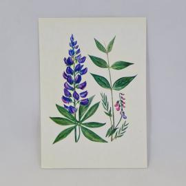 Открытка советская СССР. Бобовые растения, люпин и сочевичник, рисунок Назарова. Винтаж