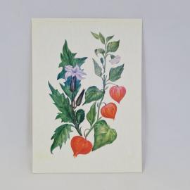 Открытка советская СССР. Пасленовые, дурман и физалис с цветами и плодами. Винтаж