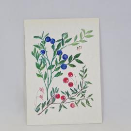 Открытка советская СССР. Брусничные растения, черника и клюква болотная. Ботаника, винтаж