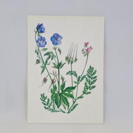 Открытка советская СССР. Луговая герань и аистник цикутный, ботаническая иллюстрация. Винтаж