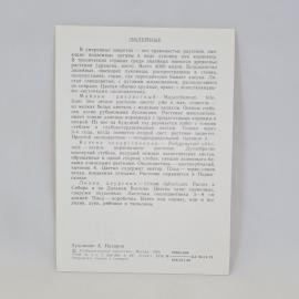 Картинка 2