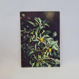 Картинка 1