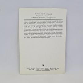 Картинка 2