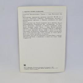 Картинка 2