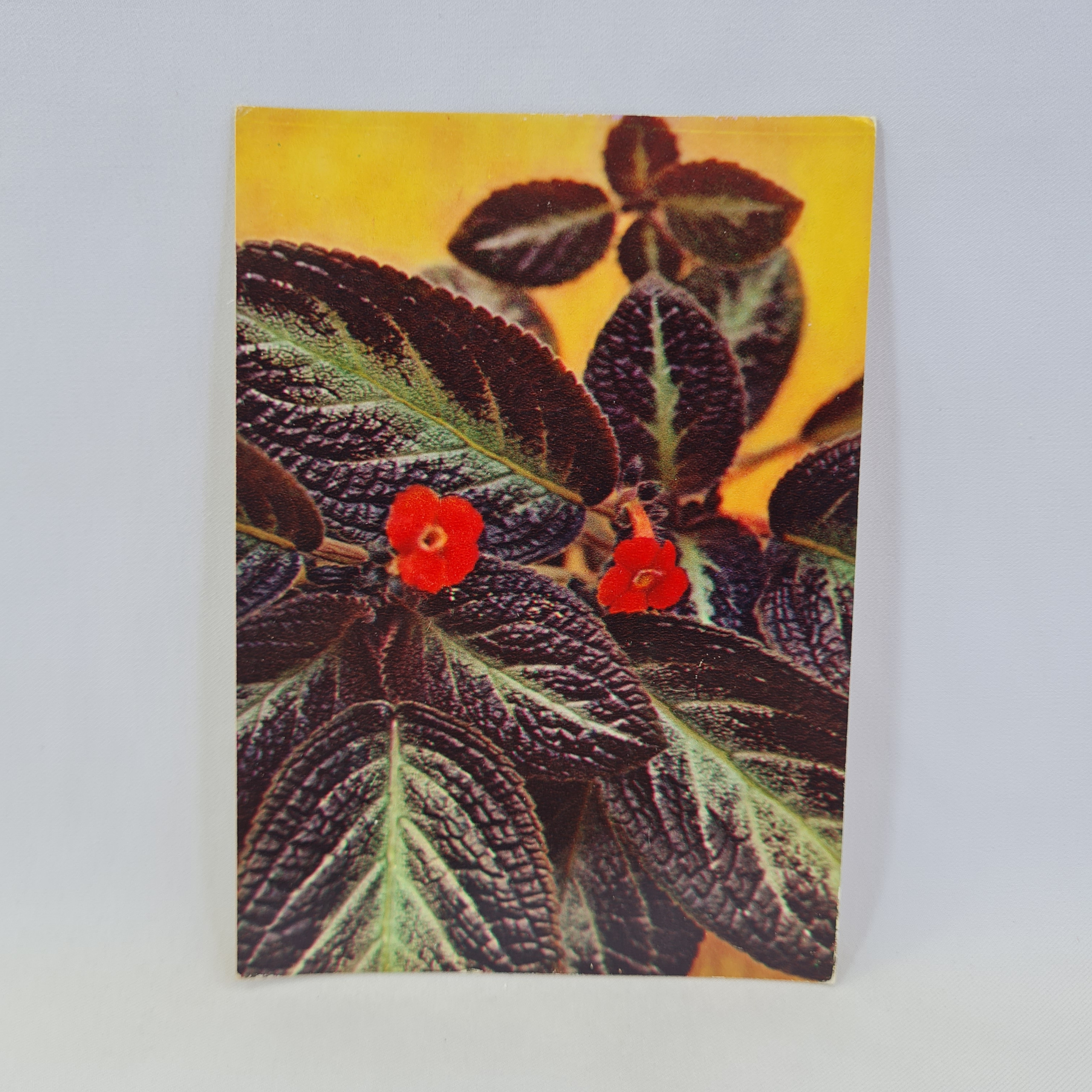 Картинка 1