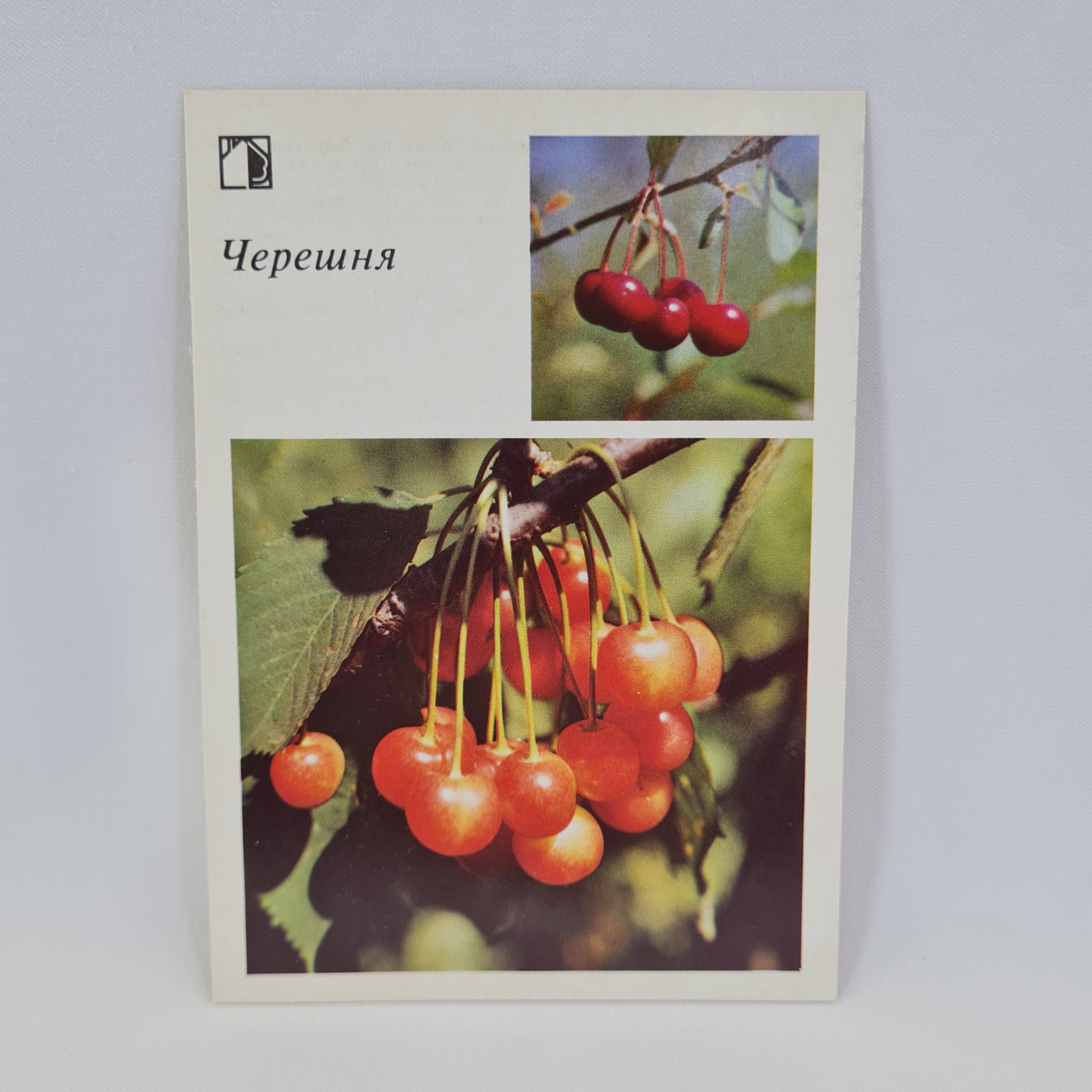 Картинка 1