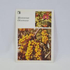 Картинка 1