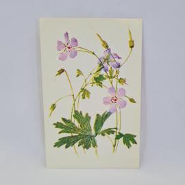 Открытка советская СССР. Герань с розовыми цветами, зелеными листьями и бутонами. Винтажная флора