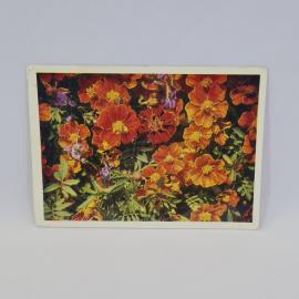 Открытка подписанная советская СССР. Красные садовые цветы на клумбе крупным планом. Винтаж
