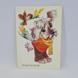 Открытка подписанная советская СССР. Поздравление, собака с шарфом, воробей, мимоза. Винтаж