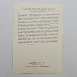 Картинка 2