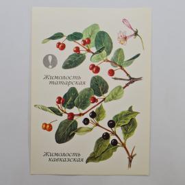 Картинка 1