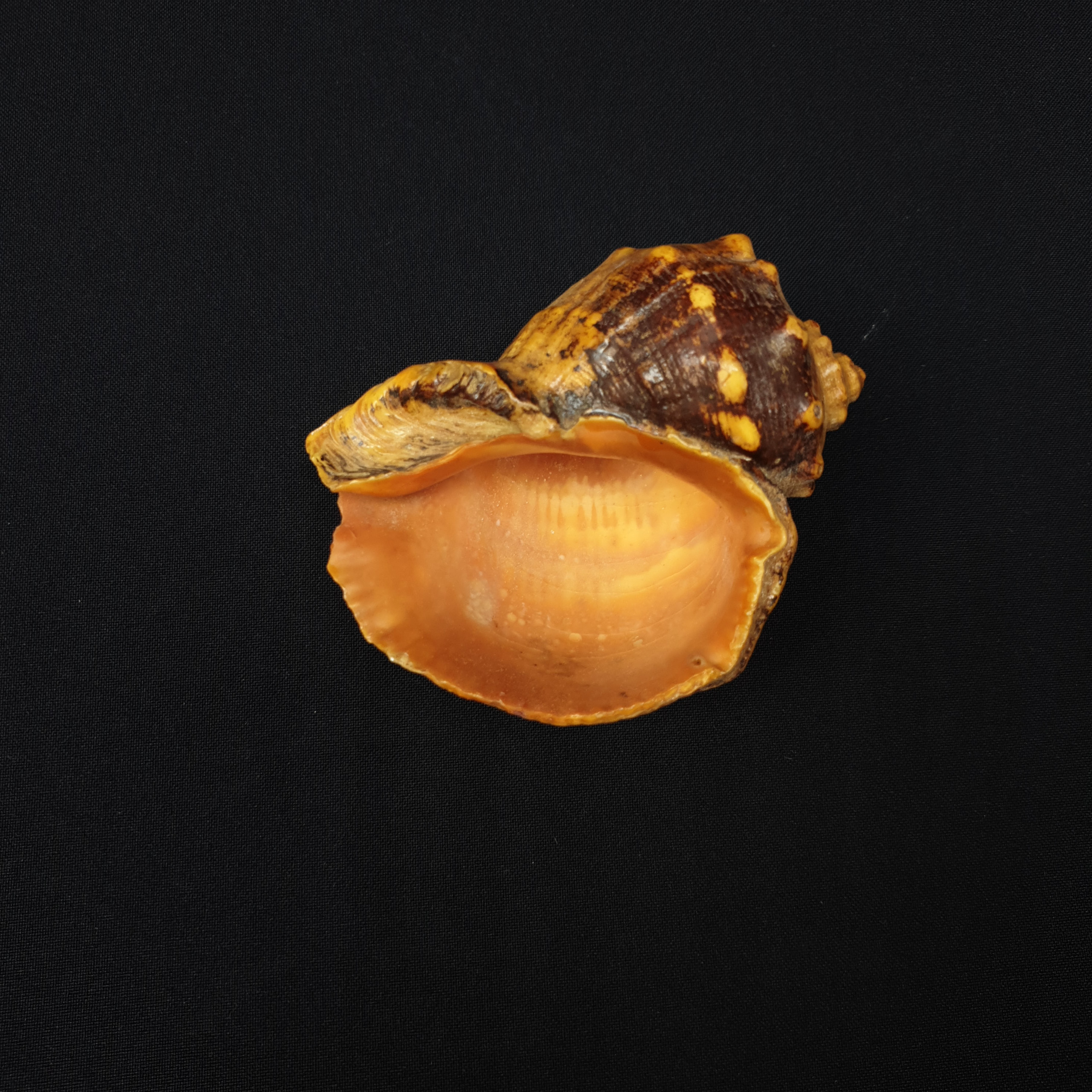 Картинка 3