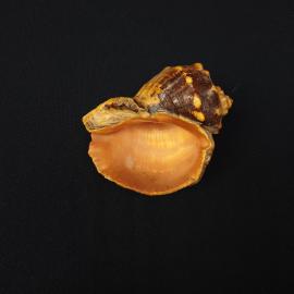 Картинка 3
