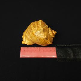 Картинка 4