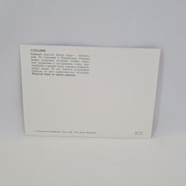 Картинка 2