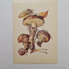 Картинка 1