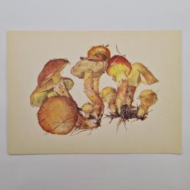 Картинка 1