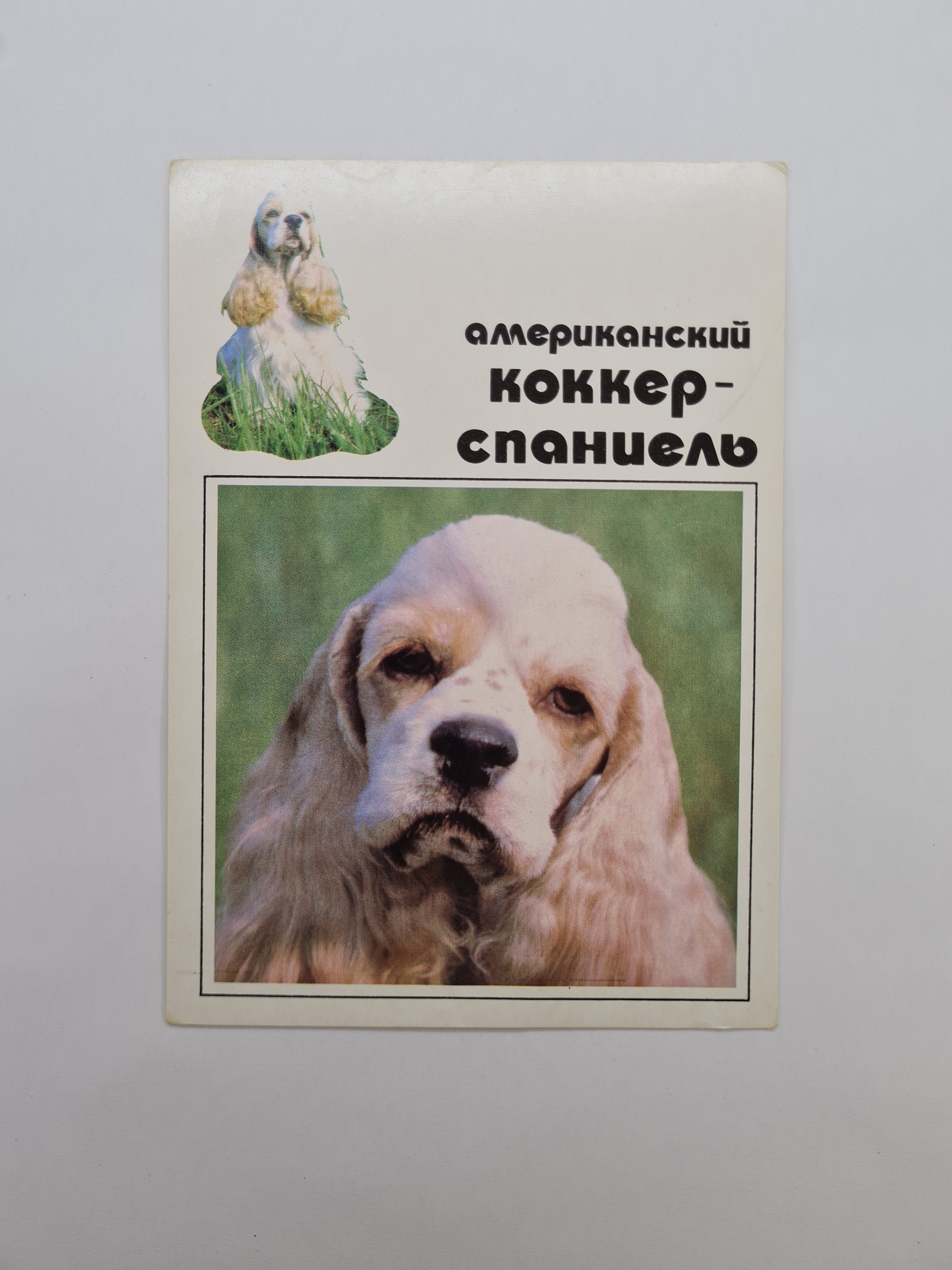 Картинка 1