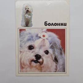 Картинка 1