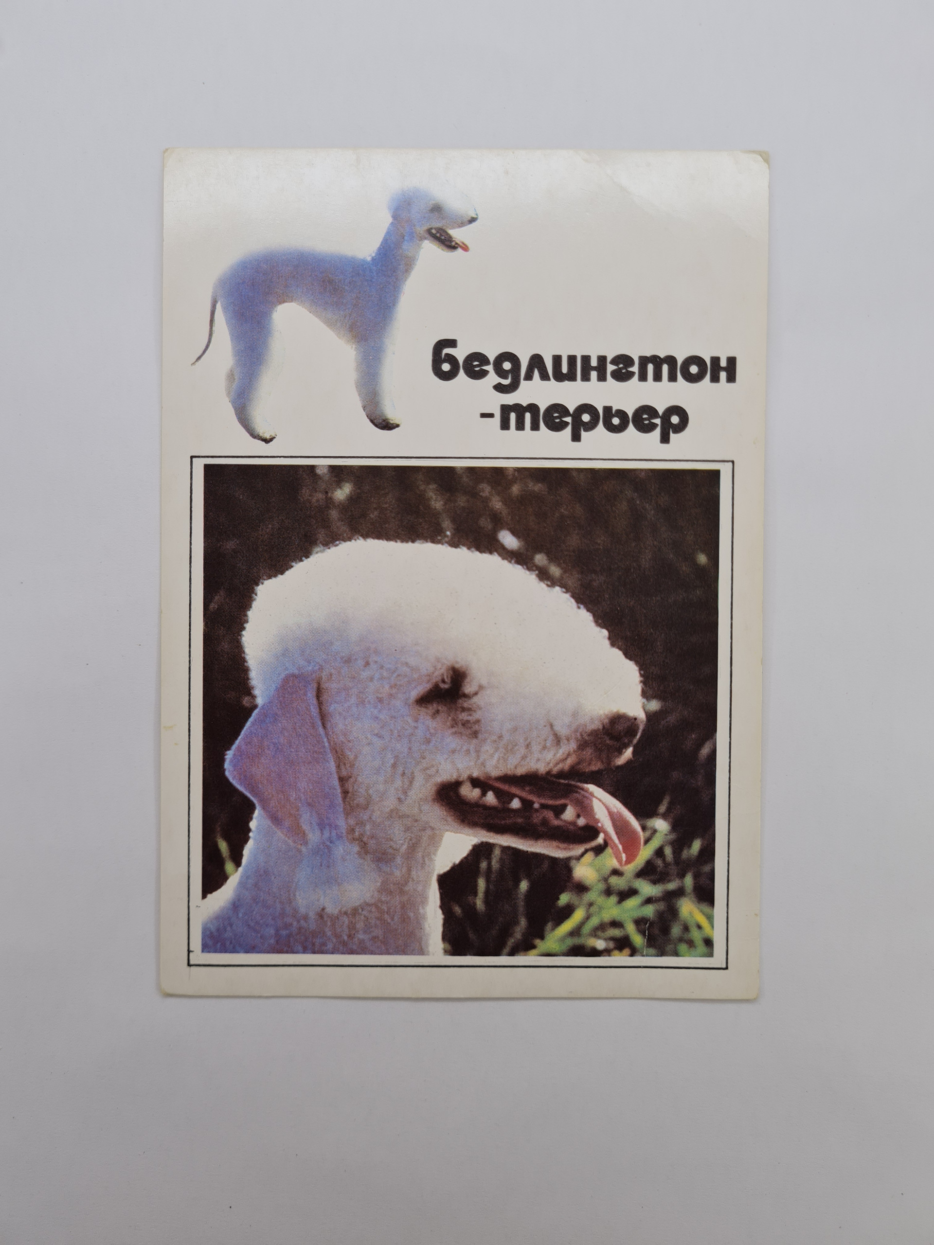 Картинка 1