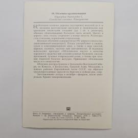 Картинка 2