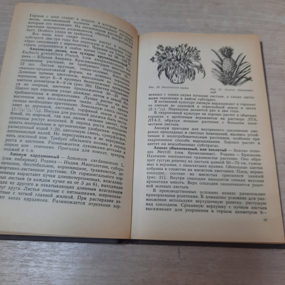 Книга "Цветы в комнате и на балконе", Г.К. Тавлинова, 1990г. СССР.. Картинка 4