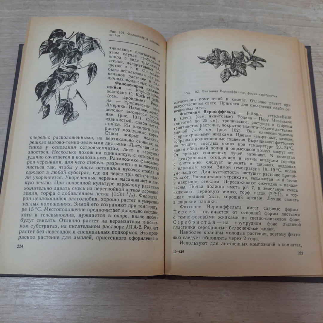 Книга "Цветы в комнате и на балконе", Г.К. Тавлинова, 1990г. СССР.. Картинка 7