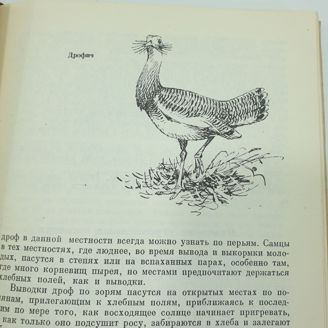 Л.П. Сабанеев "Календарь природы", Москва, 1964г.. Картинка 13