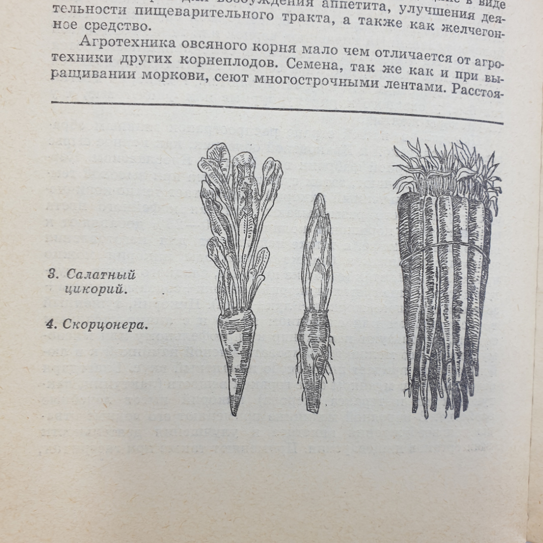 К.А. Шуин "70 видов овощей на огороде", Минск, 1978г.. Картинка 7