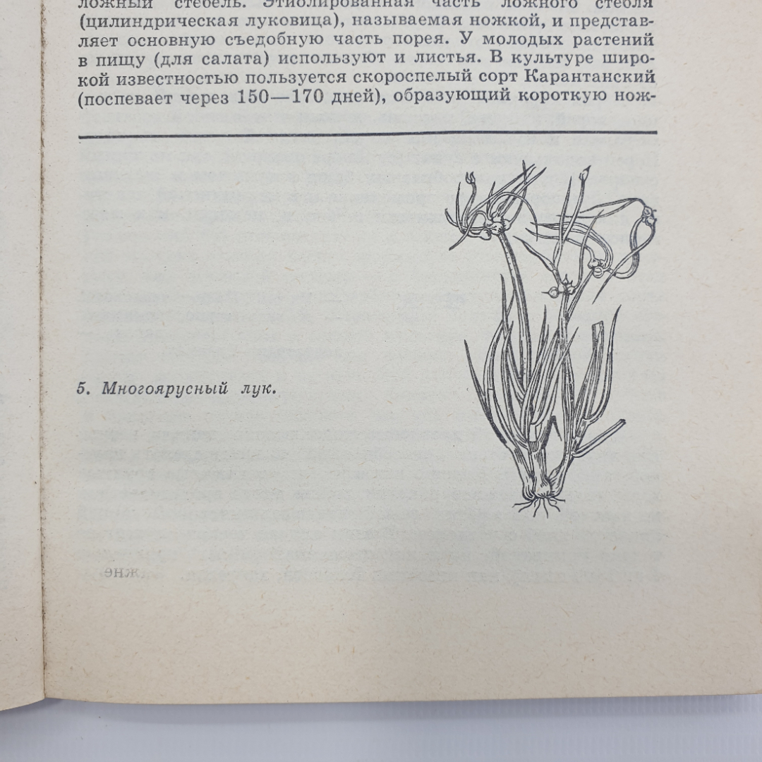 К.А. Шуин "70 видов овощей на огороде", Минск, 1978г.. Картинка 8