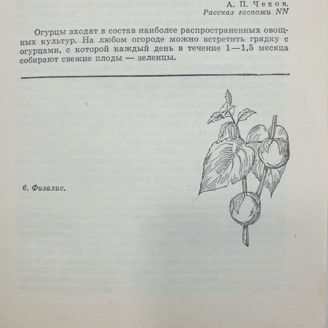 К.А. Шуин "70 видов овощей на огороде", Минск, 1978г.. Картинка 9