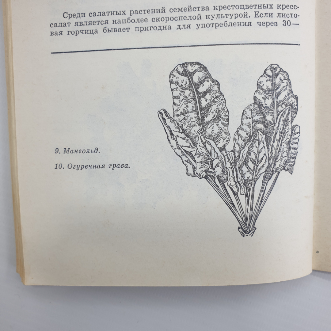 К.А. Шуин "70 видов овощей на огороде", Минск, 1978г.. Картинка 10