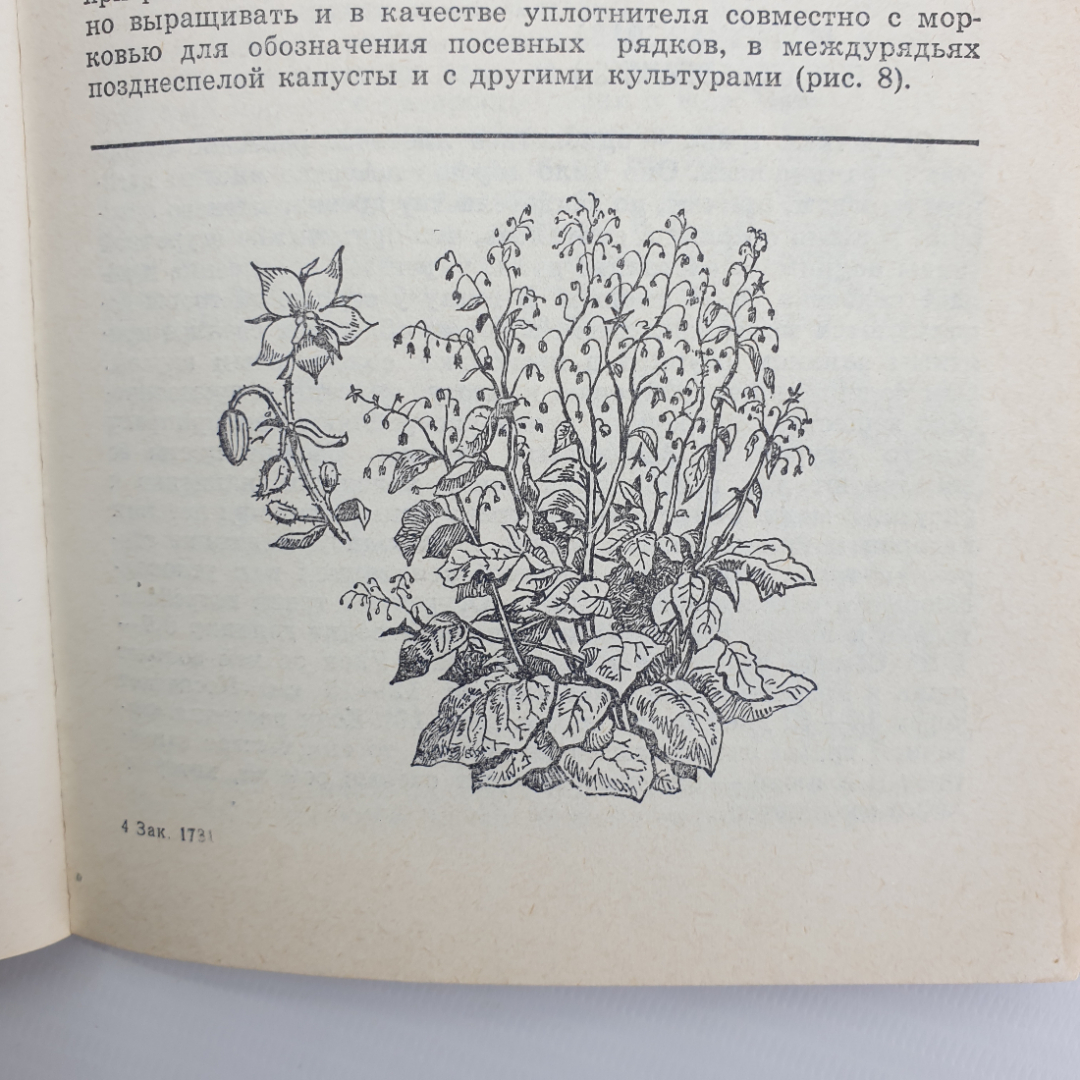 К.А. Шуин "70 видов овощей на огороде", Минск, 1978г.. Картинка 11