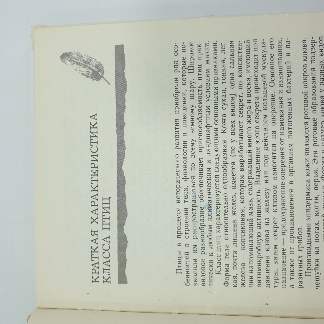 В.Б. Шнейдер, В.А. Гринев "Птицы в доме", Росагропромиздат, 1991г.. Картинка 6