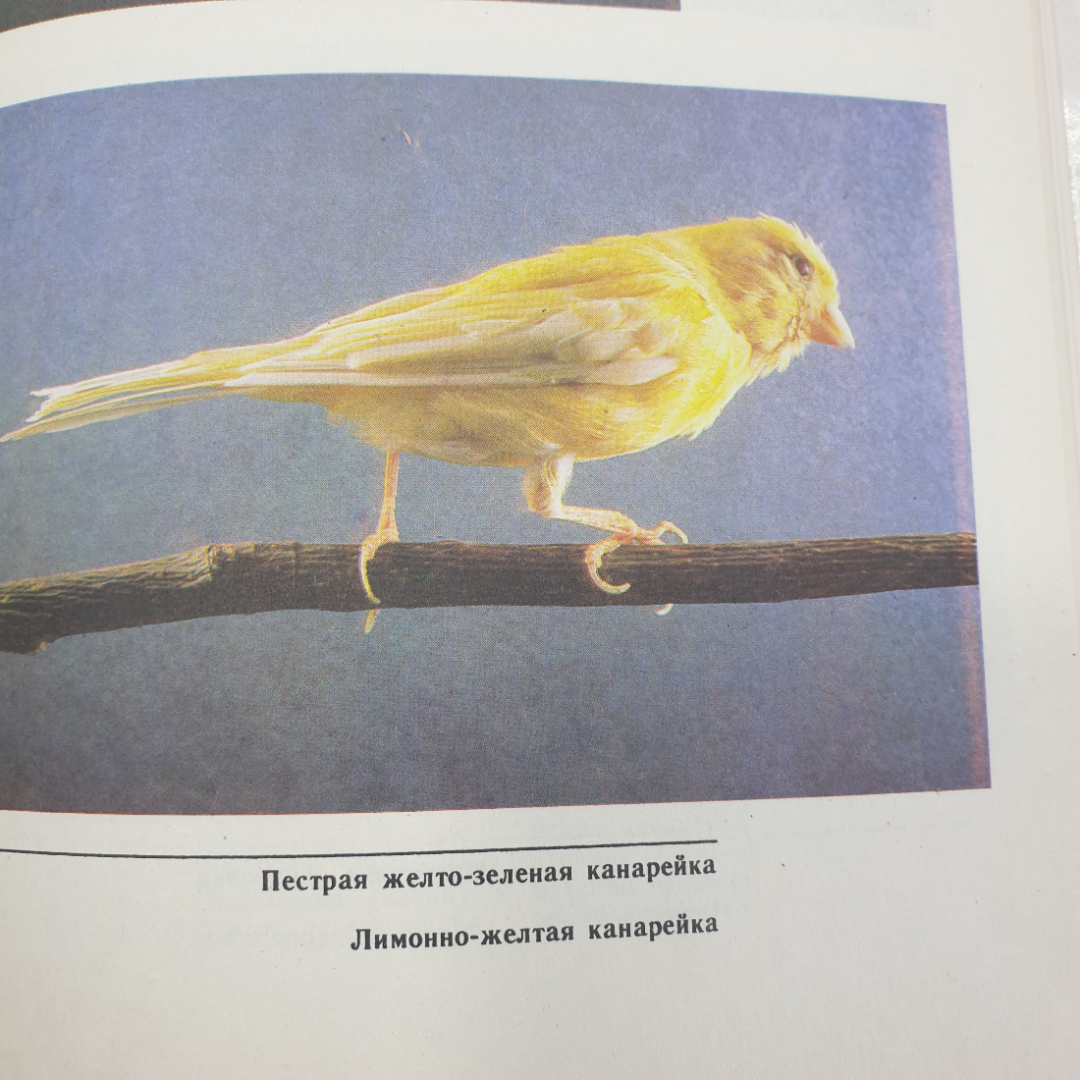 В.Б. Шнейдер, В.А. Гринев "Птицы в доме", Росагропромиздат, 1991г.. Картинка 10