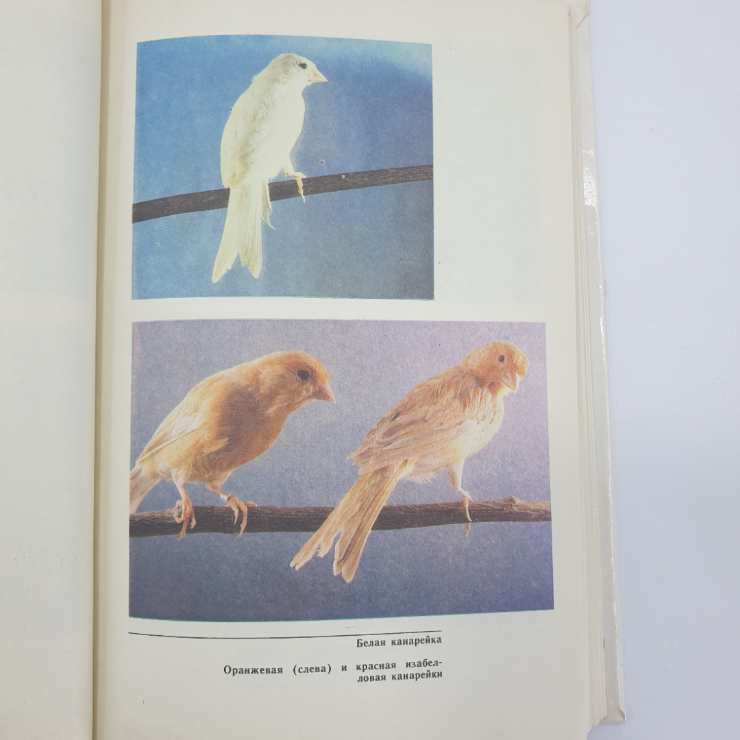 В.Б. Шнейдер, В.А. Гринев "Птицы в доме", Росагропромиздат, 1991г.. Картинка 14