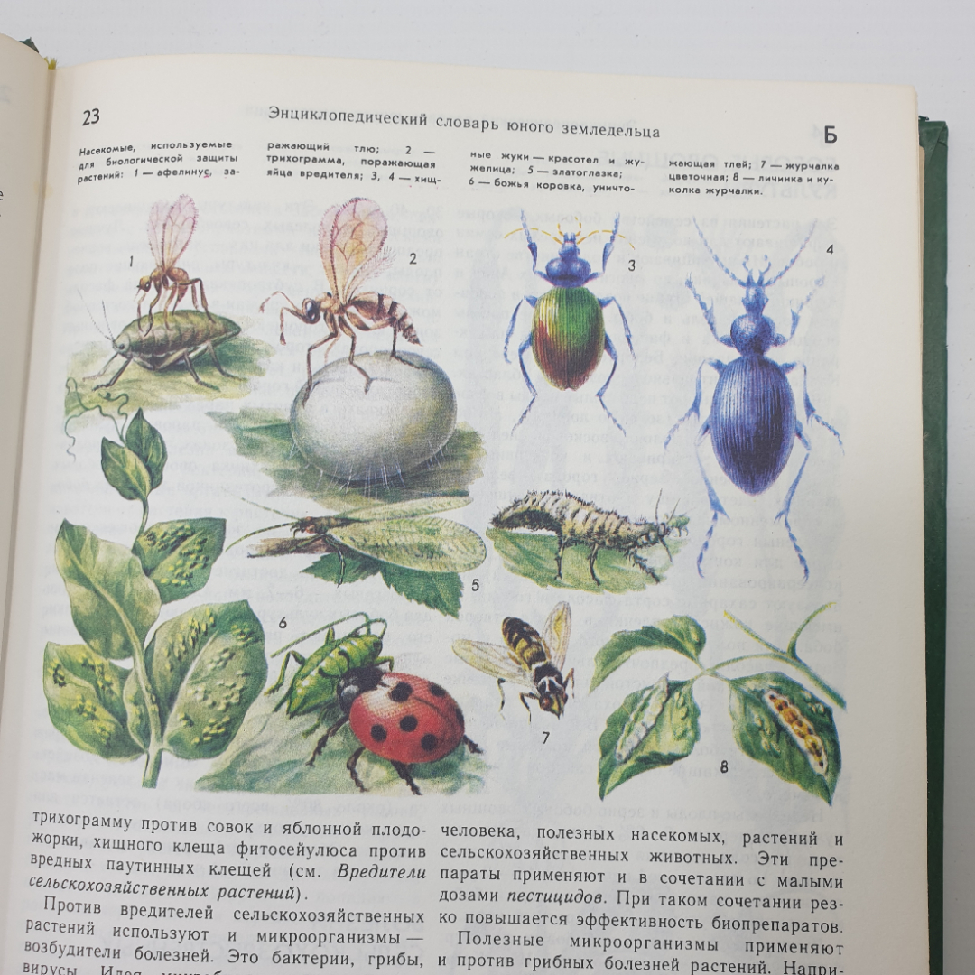 К.А. Иванович, "Энциклопедический словарь юного земледельца", издательство Педагогика, 1983г.. Картинка 8