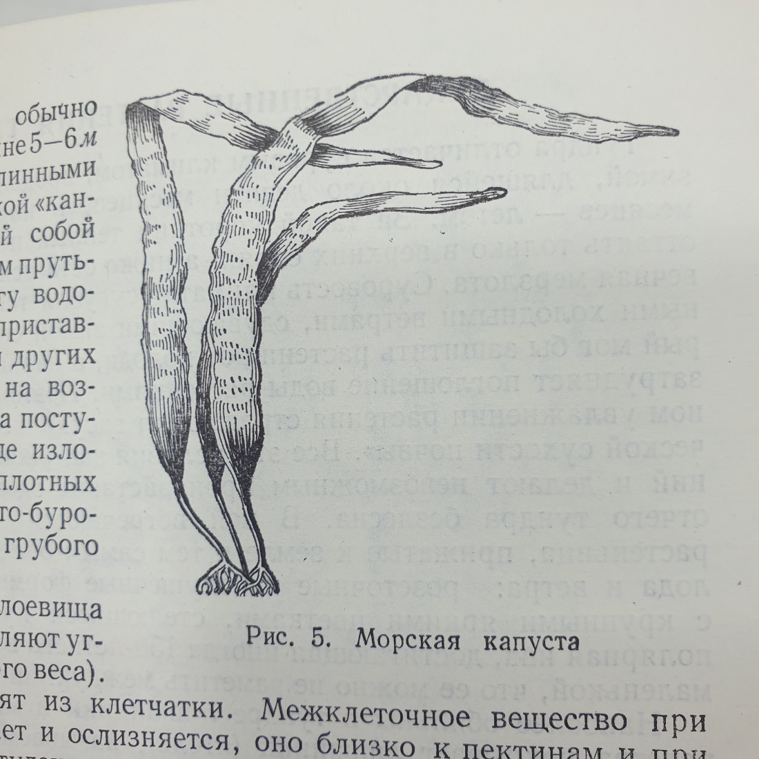 А.Ф. Гаммерман, Г.Н. Кадаев, М.Д. Шупинская, А.А. Яценко-Хмелевский "Лекарственные растения", 1975г.. Картинка 7