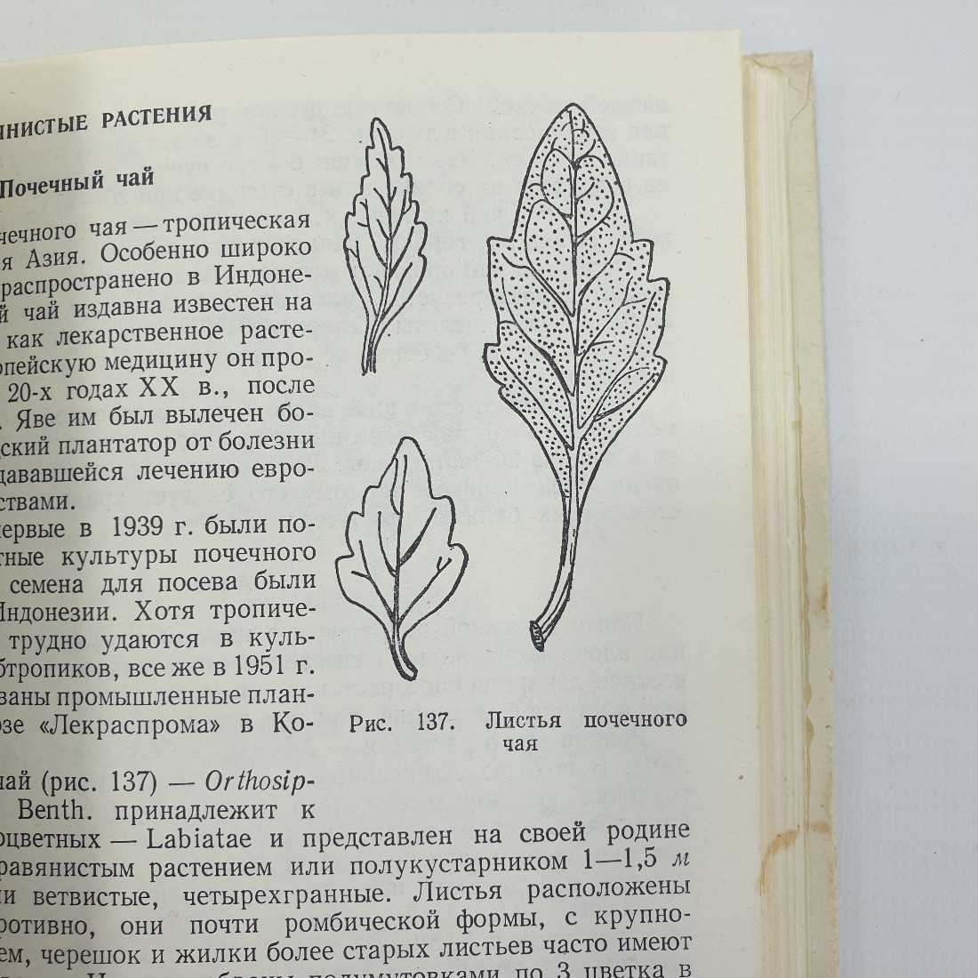 А.Ф. Гаммерман, Г.Н. Кадаев, М.Д. Шупинская, А.А. Яценко-Хмелевский "Лекарственные растения", 1975г.. Картинка 10