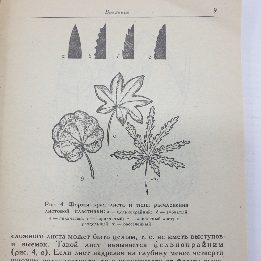 Е.Я. Ильина, Е.И. Стерлигова "Комнатные растения и их использование в интерьере", 1991г.. Картинка 8