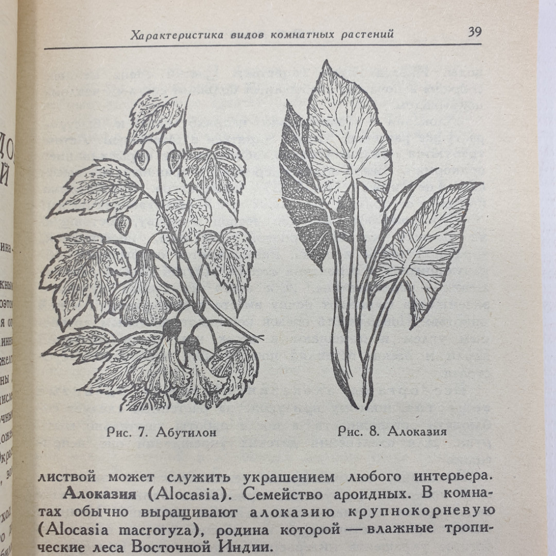 Е.Я. Ильина, Е.И. Стерлигова "Комнатные растения и их использование в интерьере", 1991г.. Картинка 9