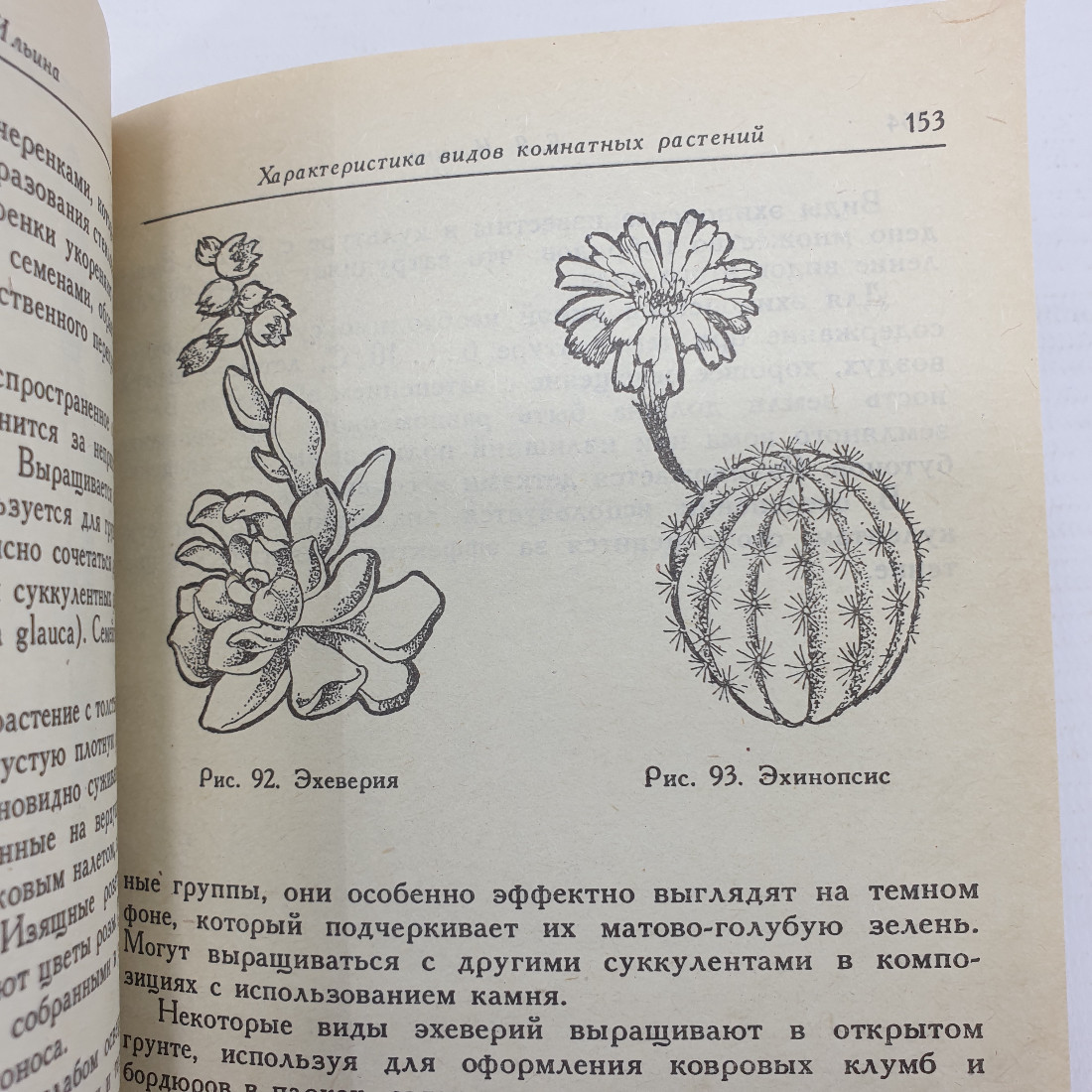 Е.Я. Ильина, Е.И. Стерлигова "Комнатные растения и их использование в интерьере", 1991г.. Картинка 11