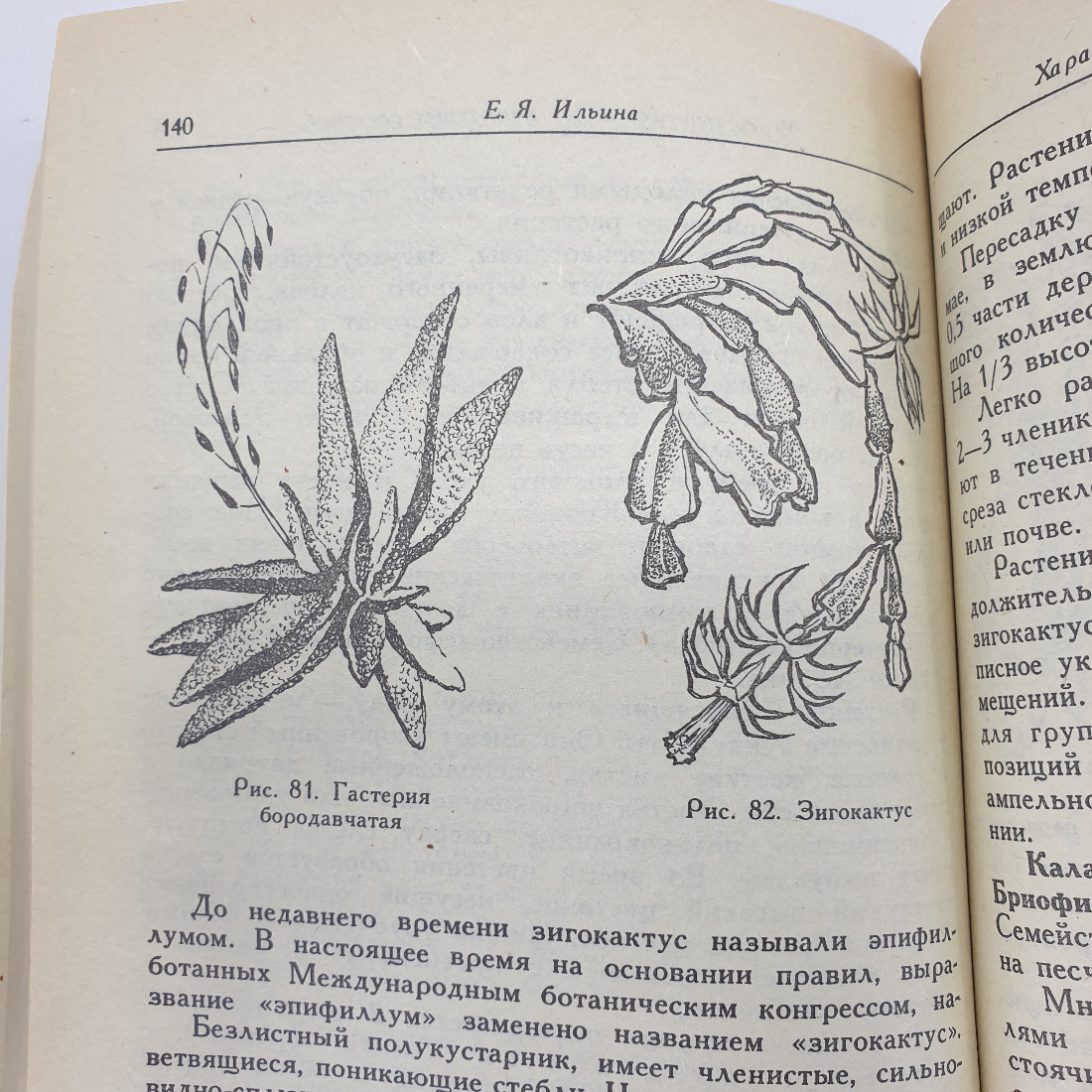 Е.Я. Ильина, Е.И. Стерлигова "Комнатные растения и их использование в интерьере", 1991г.. Картинка 13