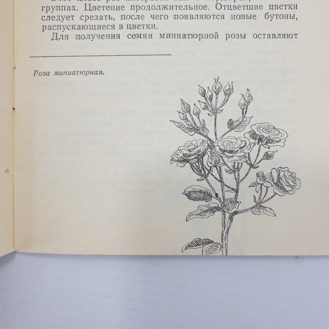 Б. Сулимов "Цветы и кустарники в грунте и комнате", Приокское книжное издательство, 1971г.. Картинка 5