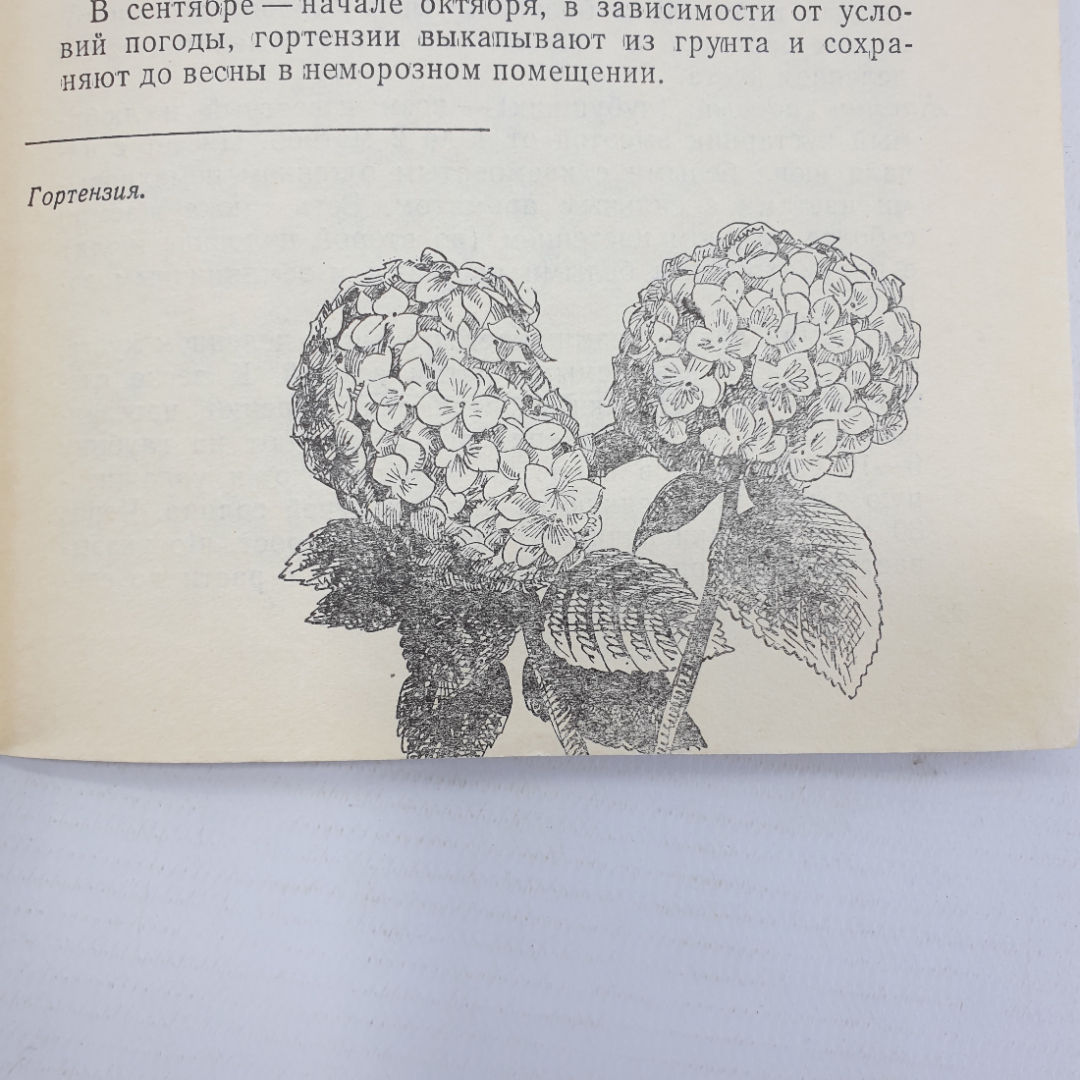 Б. Сулимов "Цветы и кустарники в грунте и комнате", Приокское книжное издательство, 1971г.. Картинка 6